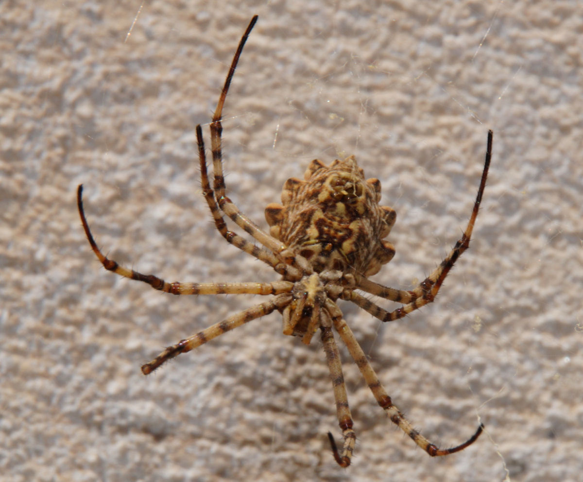 Argiope lobata -Santorini (GR)